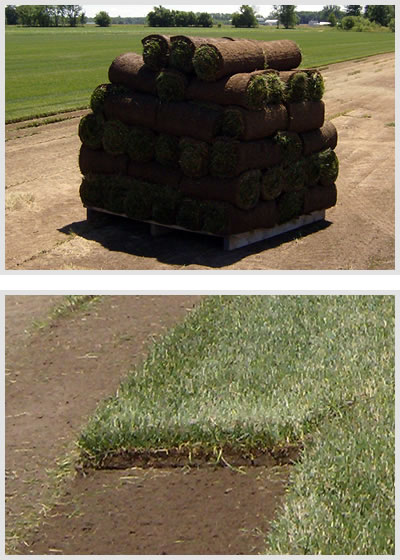 Quality Sod versus Lawn Seed